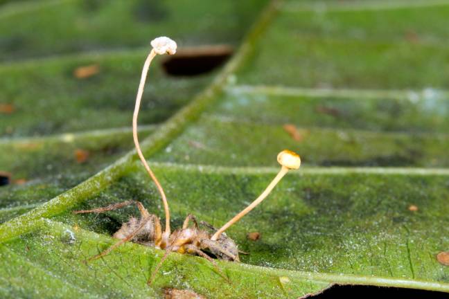 这是虫草对蚂蚁的作用。图片来源：Marley阅读/Alamy Stock Photo