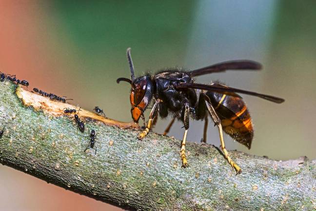 亚洲黄蜂可能对蜜蜂构成威胁。学分：Brian Gadsby/Alamy股票照片