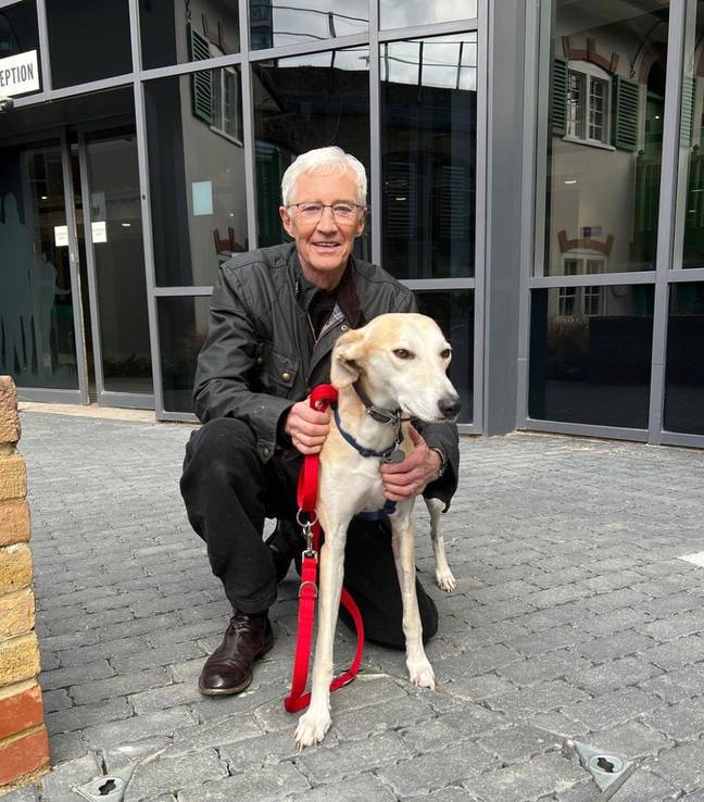 奥格雷迪（O'Grady）在巴特西（Battersea）和狗一起度过了很多时间。学分： @paulogrady/instagram