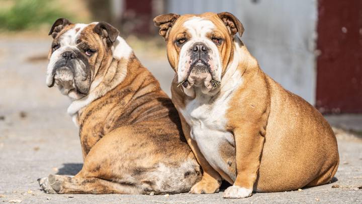 挪威禁止英国斗牛犬和骑士国王查尔斯犬的育种