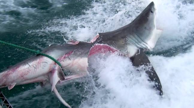 鲨鱼可以彼此撕裂可怕的大块。信用：SWNS