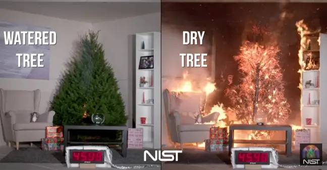 一棵干燥的圣诞树捕捉火，信用：NIST/YouTube