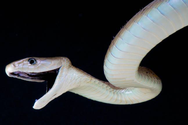 黑曼巴是世界上最危险的蛇之一。学分：Matthijs Kuijpers / Alamy Stock Photo