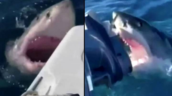 大白鲨圈家庭的船一个小时，并在可怕的镜头中攻击它