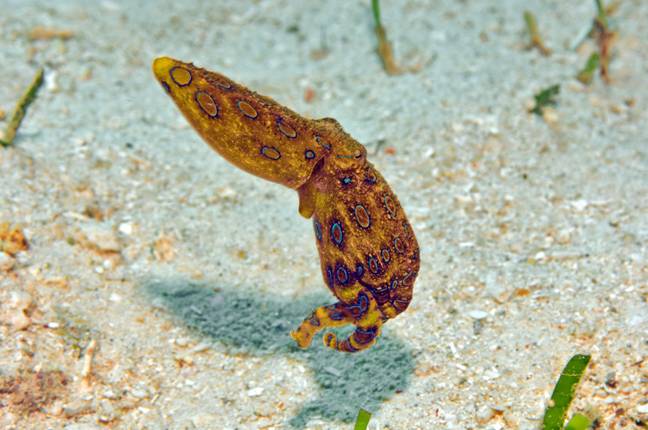 该生物被称为蓝圈章鱼。图片来源：图像经纪 / Alamy股票照片