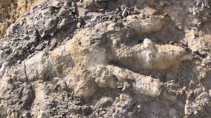 女人在1.6亿年前在英国海滩上发现破纪录的恐龙足迹