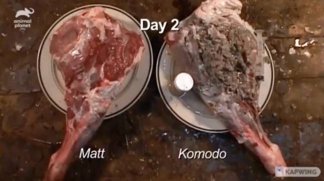 该视频显示了两块肉的并排比较。学分：Oterrifying/Twitter
