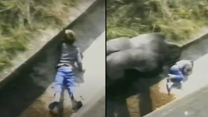 五岁时受到银背大猩猩保护的男人说，事件塑造了他的生活