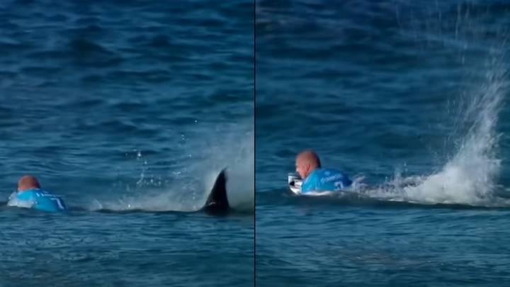 恐怖的时刻冲浪者在直播电视上受到大白鲨的攻击