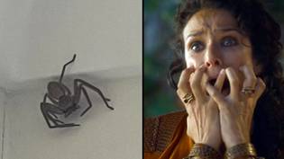 居住在澳大利亚的英国妇女提供50美元，让某人来她家去除大型蜘蛛