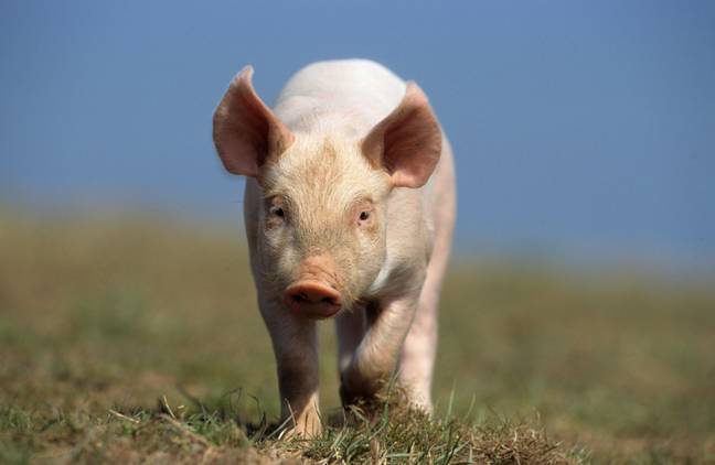 对所讨论的猪的想象，在谋杀另一个屠夫的途中，在谋杀了另一位屠夫。信用：野生动植物GmbH / Alamy