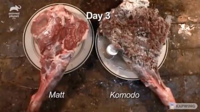 到第三天，带有Komodo咬合的肉看起来无法识别。学分：Oterrifying/Twitter