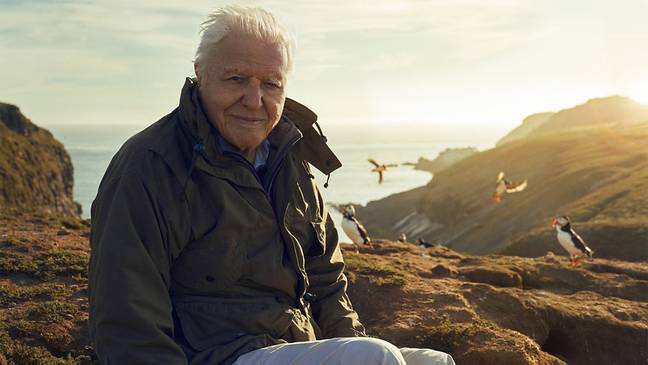 Attenborough将在英国展示一部新的自然纪录片。学分：BBC