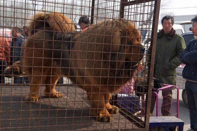 一家人认为他们拥有一个巨大的藏族mastiff。图片来源：Alamy / Lou Linwei