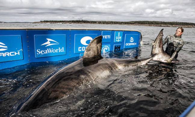 团队失去了巨型鲨鱼的踪迹。信用：ocearch/facebook