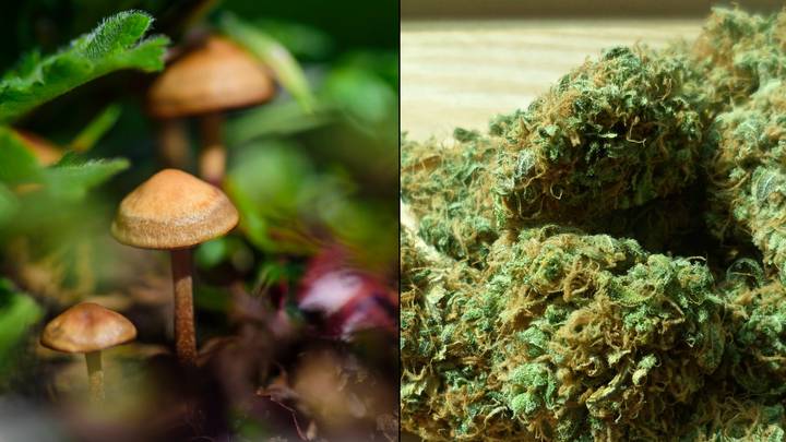 英国妇女的癌症停止使用魔术蘑菇和大麻后恢复了