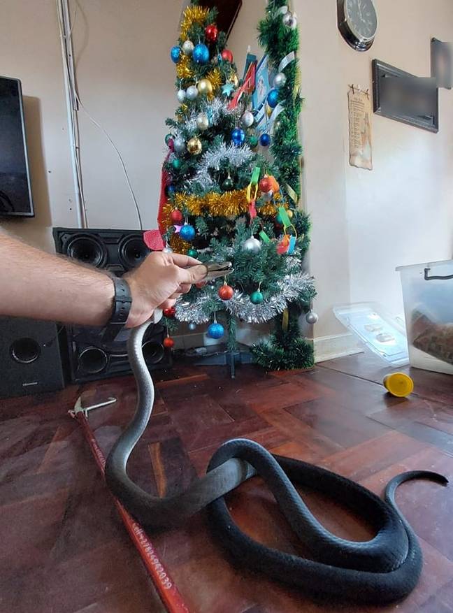 一家人发现了圣诞树下的蛇。信用：Nickevans/Facebook