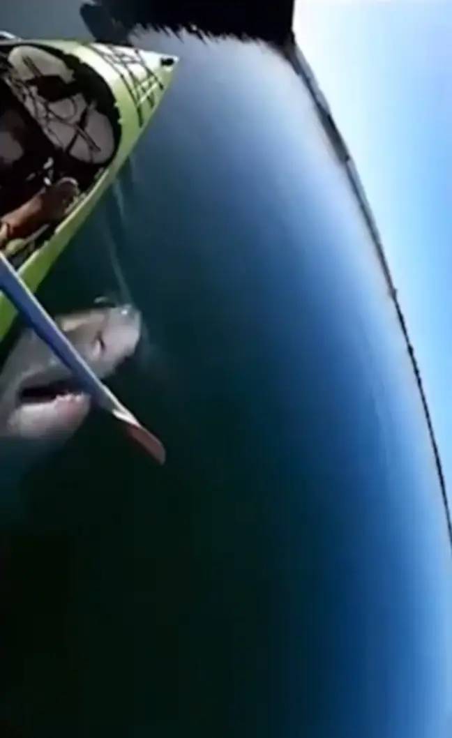 皮划艇捕获了大白鲨的恐怖镜头，试图咬一口桨。信用：Facebook/Matthew J. Gorne