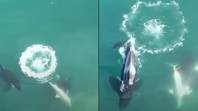 世界上第一个杀手鲸和杀死大白鲨鱼的航空镜头是最可怕的