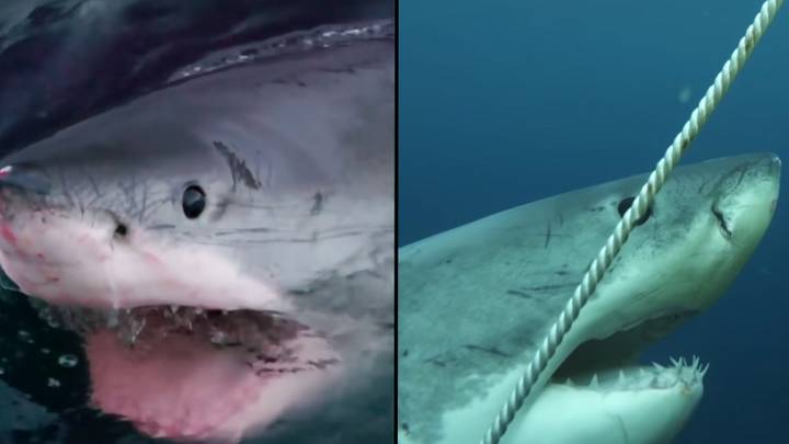 大白色攻击潜水员的相机在澳大利亚的“杀戮区”中寻找35英尺的“超级掠食者”