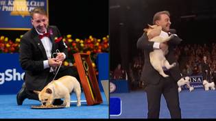 温斯顿成为历史上第一个在国家狗表演中赢得最佳表演的法国斗牛犬