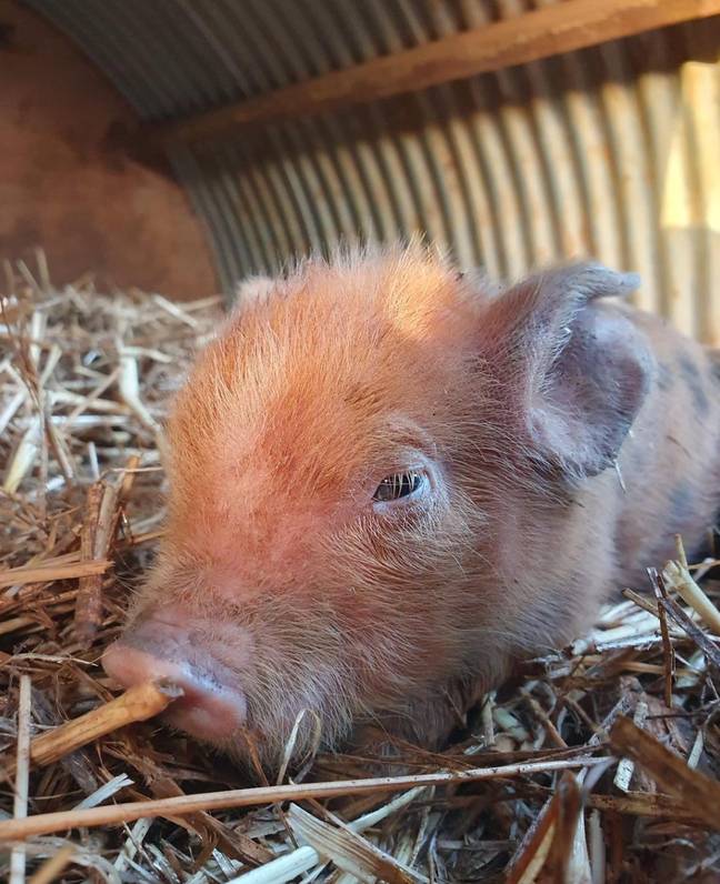 粉丝们认为猪将是第三季的话题。学分：JeremyClarkson1/Instagram
