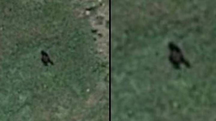 阴谋理论家认为他们已经发现了大脚怪，因为在Google Earth上看到了巨大的生物