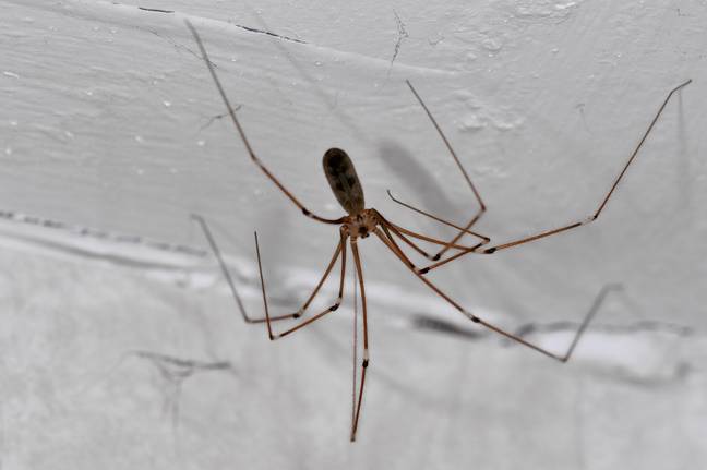 酒窖蜘蛛，另一个令人毛骨悚然的cra徒，我们称为爸爸长腿。学分：Arterra图片库 / Alamy Stock Photo