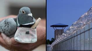 狱警抓住鸽子穿着装有水晶甲基冰毒的背包