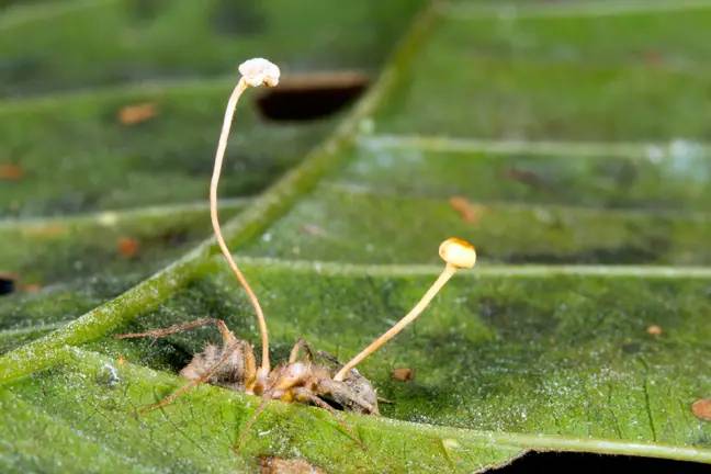 这是虫草对蚂蚁的作用。图片来源：Marley阅读/Alamy Stock Photo“loading=