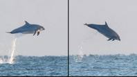 海豚看到在罕见目击中跳出英国海岸