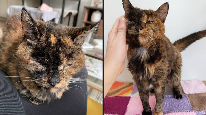 弗洛西（Flossie）赢得了吉尼斯世界纪录，因为它是地球上最古老的猫