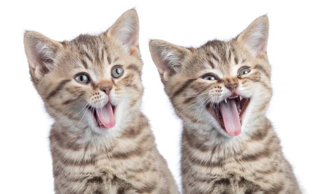 如果猫的主人不将猫微chi，将来可能会面临500英镑的罚款。学分：Andrey Kuzmin / Alamy Stock Photo