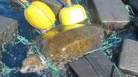 重新铺面的镜头展示时刻的海龟被发现纠缠于价值近4000万英镑的可卡因