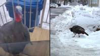 Wild turkey terrorises town for years and forces locals to carry weapons