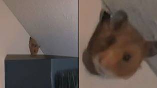 恐怖的女人发现邻居的仓鼠已经从墙上咀嚼到卧室