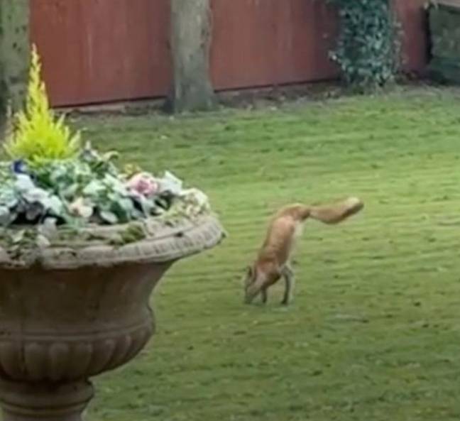 事实证明，世界上至少有一只两足的狐狸。图片来源：菲利普和简·卡特