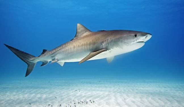 一位专家认为，一只虎鲨负有责任。信用：Alamy / Steve Bloom图像