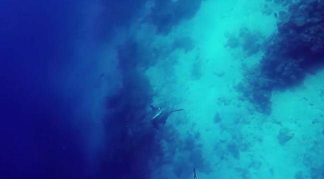 一条巨大的公牛鲨鱼无处走进渔夫。信用：液体视觉/YouTube