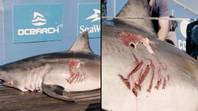 Monstrous 11ft great white shark has been found with bite mark from 'even bigger sea beast'