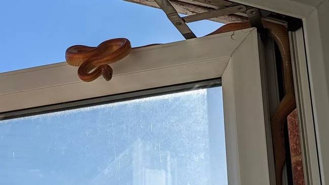 一条蛇通过埃塞克斯（Essex）的卧室窗户偷偷溜进了她的生活。学分：RSPCA
