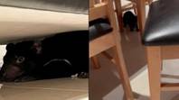 塔斯马尼亚魔鬼被误认为狗玩具后在沙发下发现