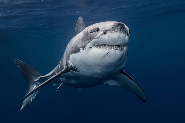 墨西哥的大白鲨。信用alamy