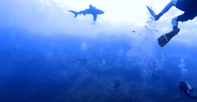 录像显示潜水员受到鲨鱼的攻击的可怕时刻，已在YouTube上出版。信用：YouTube/Scubasoul