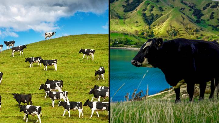 新西兰宣布计划向农民征税牲畜放屁和打bur