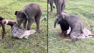 当大象试图在动物保护区时试图驼峰时，女人感到震惊“loading=