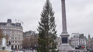 挪威投票将一棵新的圣诞树送到伦敦