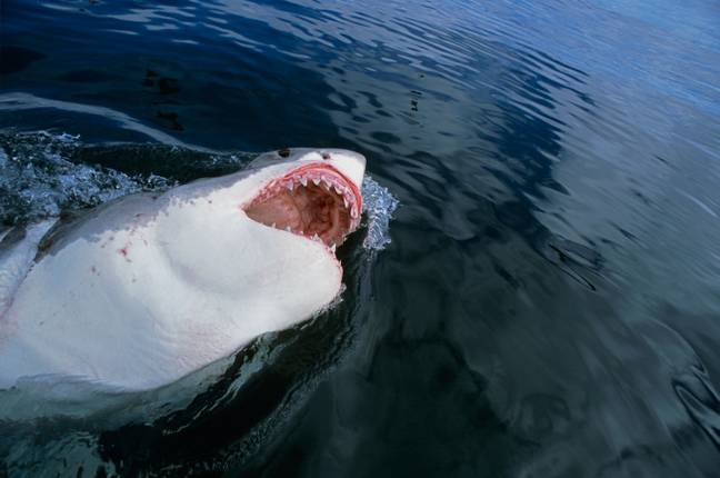 即使是大的白鲨鱼也很少攻击人类。信用：Alamy