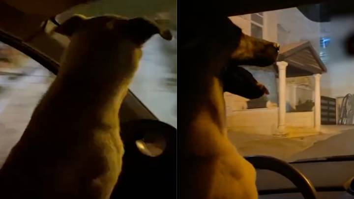 男子在上传社交媒体视频后被捕，他的狗驾驶汽车
