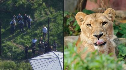 代码一个警报发出，因为五只狮子从悉尼的塔隆加动物园逃脱了五只狮子